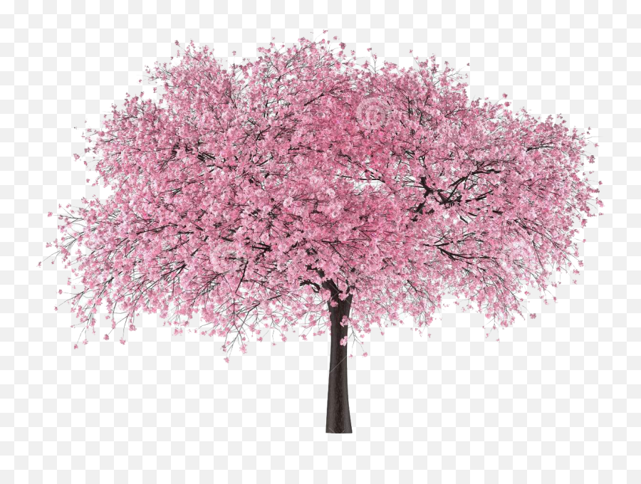Cherry Blossom Tree Png - Cherry Blossom Japanese Tree Png,Cherry Blossom Png