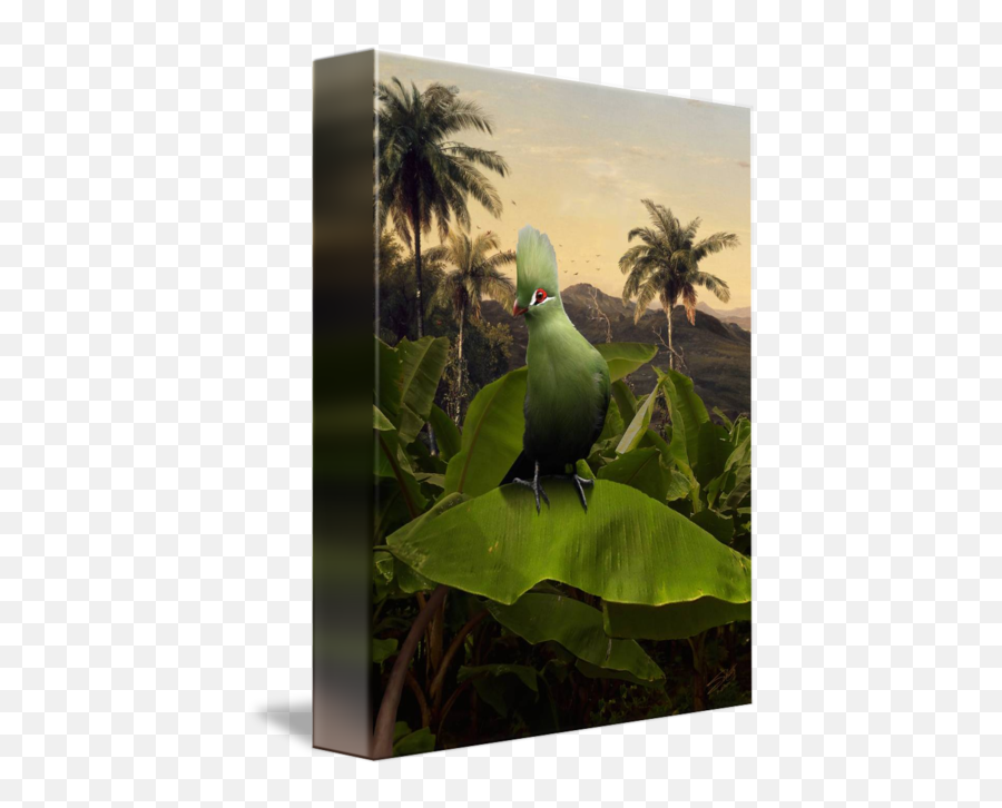 Download Hd Green Turaco - Parakeet Parakeet Png,Parakeet Png