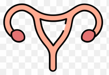 Uterus Png Icon - Female Reproductive System