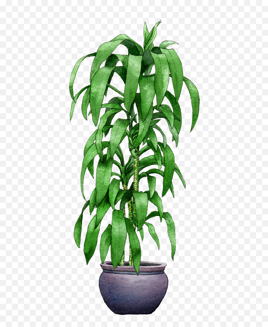Indoor Plant Png Picture 806827 - Indoor Plant Png,House Plant Png