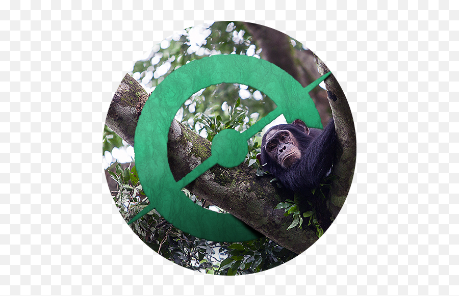 Happy Birthday Chimp U0026 See U2013 Daily Zooniverse - Chimpanzee In A Circle Png,Chimp Png