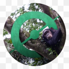 Happy Birthday Chimp U0026 See U2013 Daily Zooniverse - Chimpanzee In A Circle Png,Chimp Png