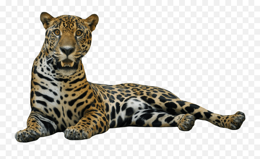 Sitting Leopard Png Image - Jaguar Png Transparent,Leopard Png