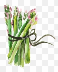 Download Hd Vector Black And White - Watercolor Of Asparages Png,Asparagus Png