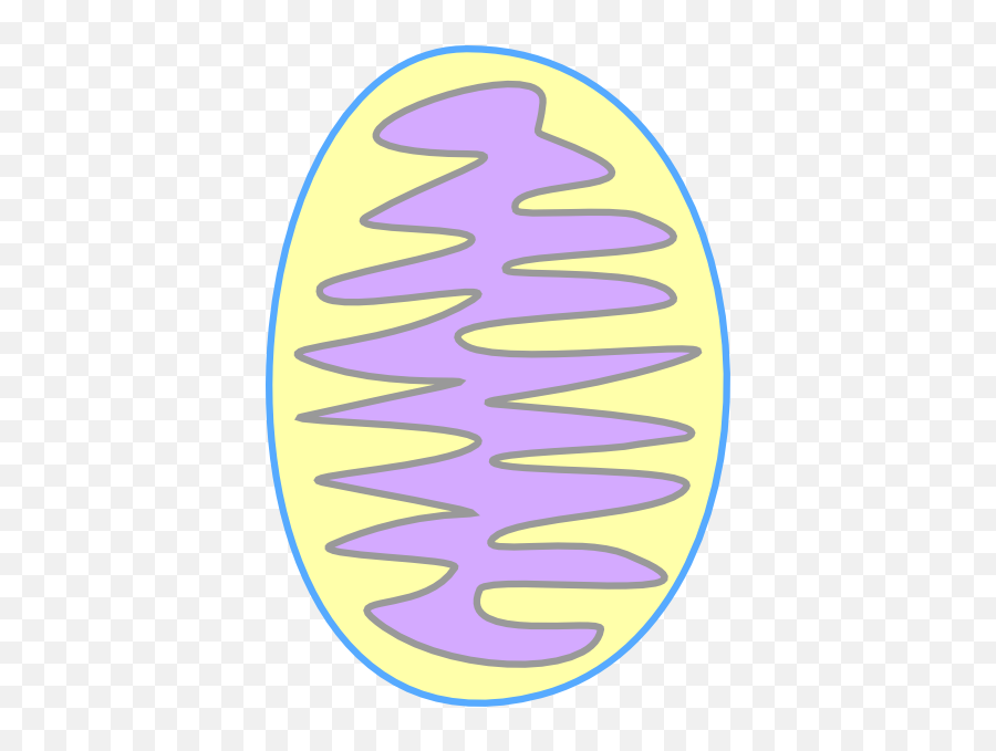 Colour Of Mitochondria - Mitochondrion Png,Mitochondria Png