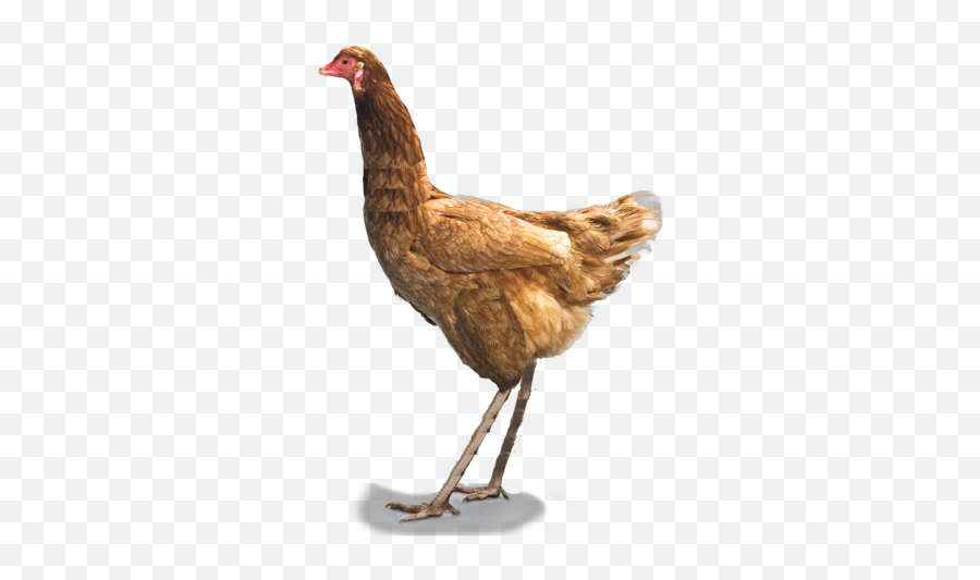 All Todays Ostrich - Redbubble Stickers Chicken Png,Ostrich Png