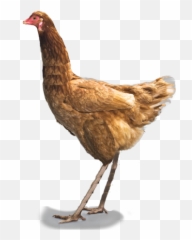 All Todays Ostrich - Redbubble Stickers Chicken Png,Ostrich Png