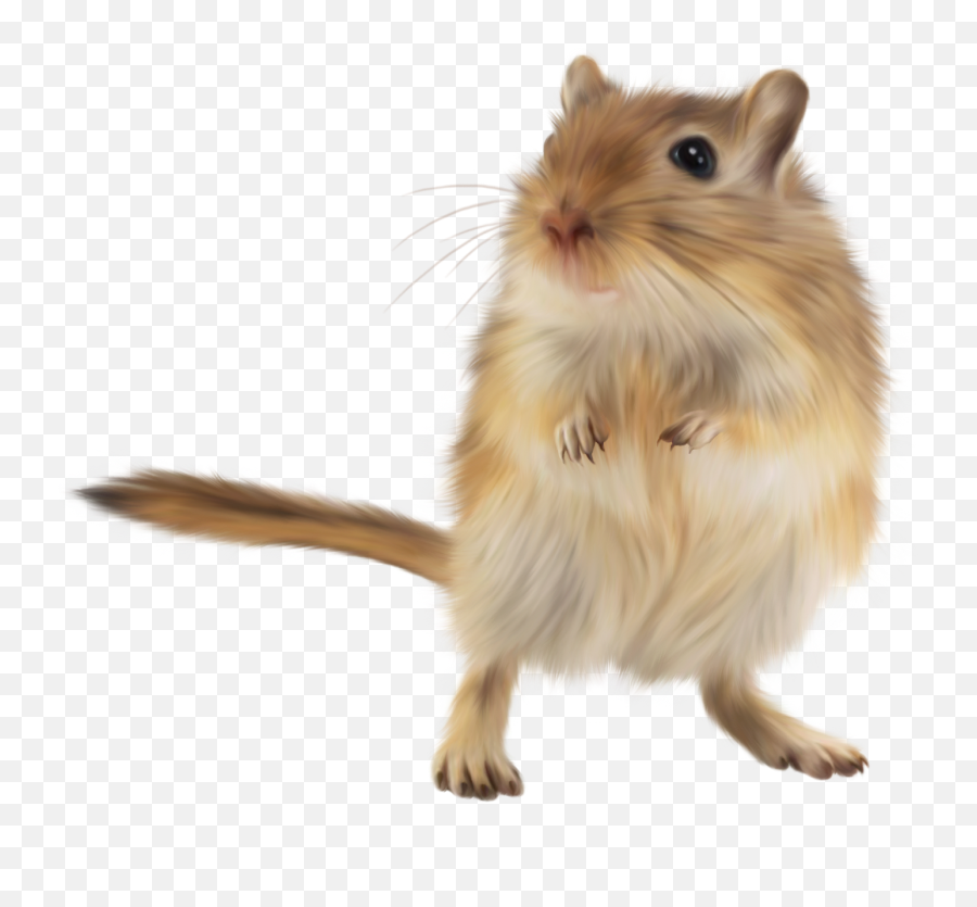 Hamster Gerbil Golden - Hamster In Cage Png,Hamster Png