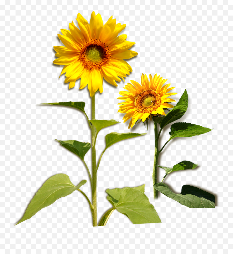 Plant Girasol Png Clipart - Leaf Of Sunflower Plant,Girasol Png