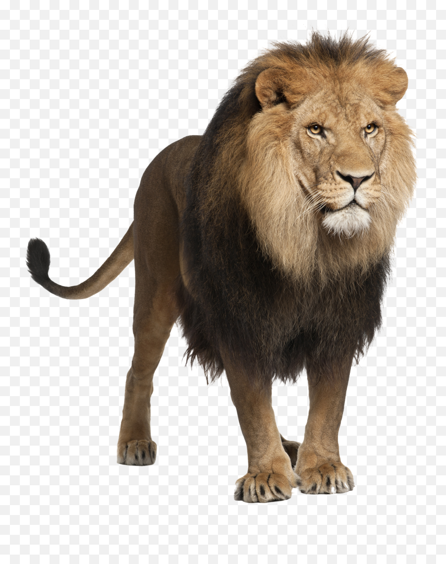 Lion Png Images And Clipart Free Download - Animal Lion White Background,Lion Roar Png