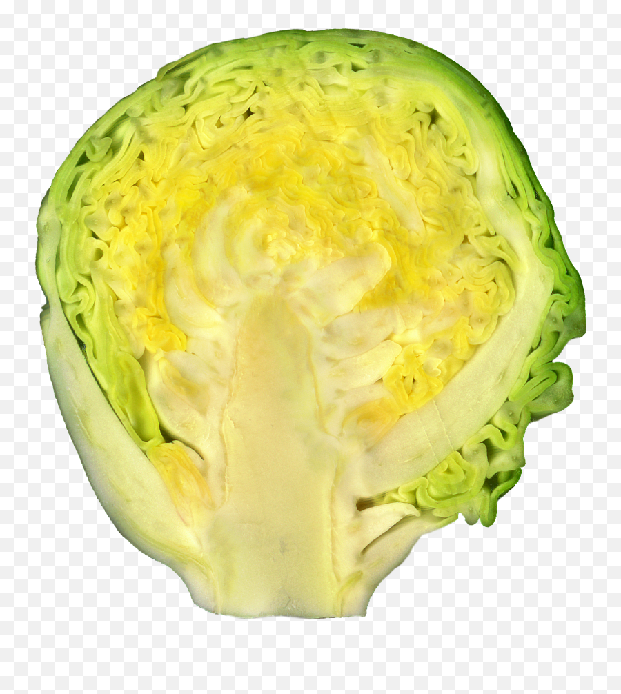 Brussel Sprout Png
