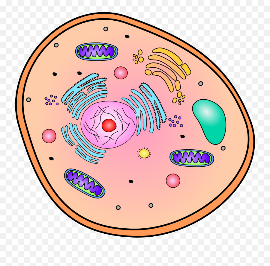 Part 1 Eukaryotic Cells - Traveling Through Cells Traveling Through An Animal  Cell Png,Cell Png - free transparent png images 
