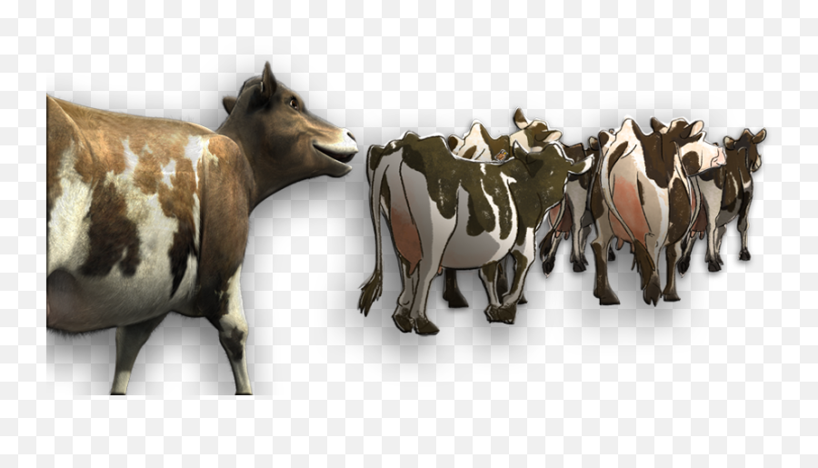 Cow Families - Herd Of Cows Png,Cattle Png