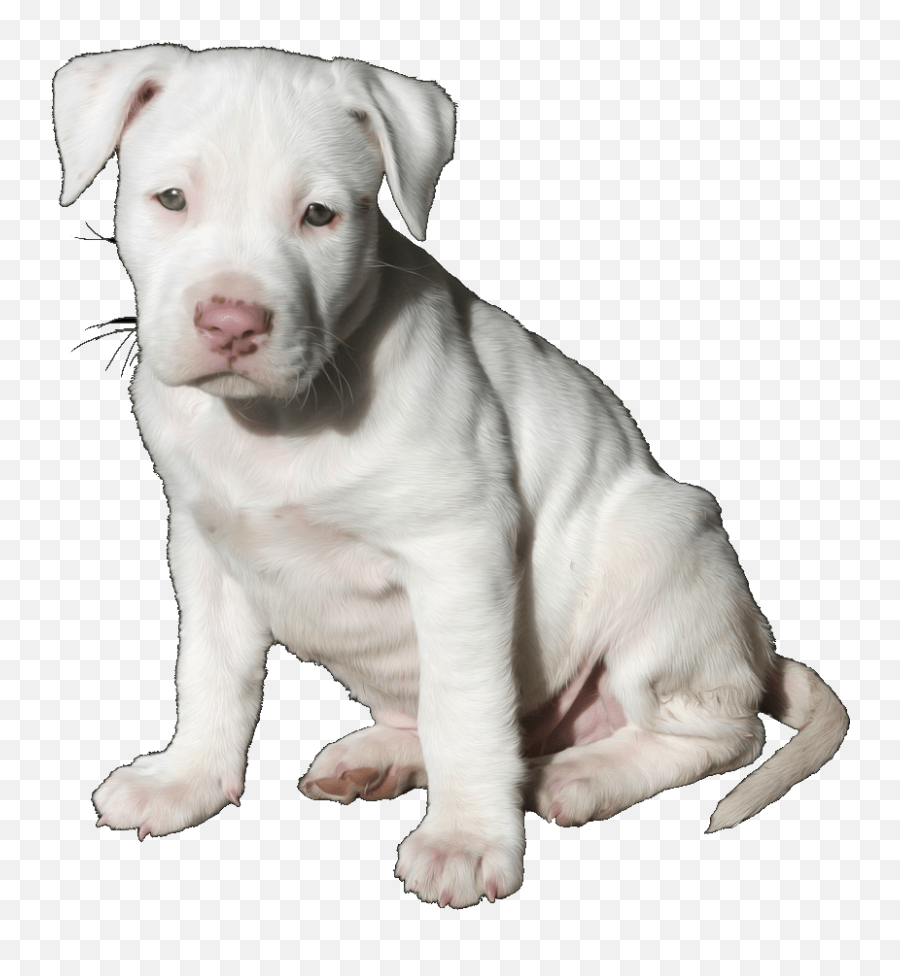 Pit Bull Pup Trans - Pitbull White Puppy Png,Pit Bull Png