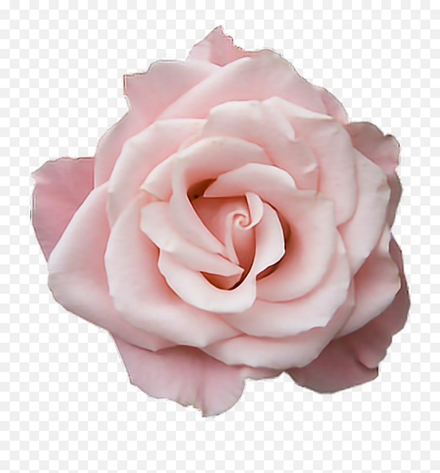 Pastel Pink Rose - Aesthetic Pink Rose Png,Pink Rose Transparent