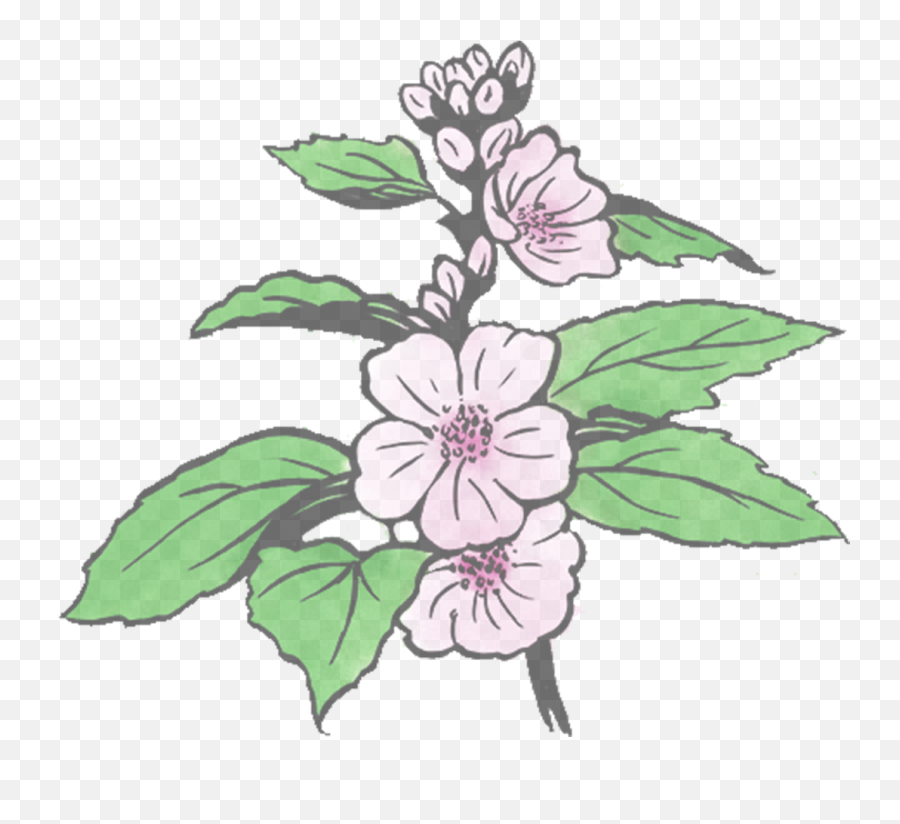 Marshmallow Althaea Officinalis - Motherlove Herbal Company Hawaiian Hibiscus Png,Marshmallow Transparent