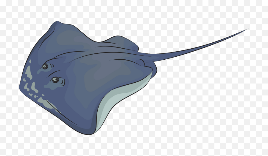 Sing Ray Cliparts For Free - Freshwater Whipray Png,Stingray Png