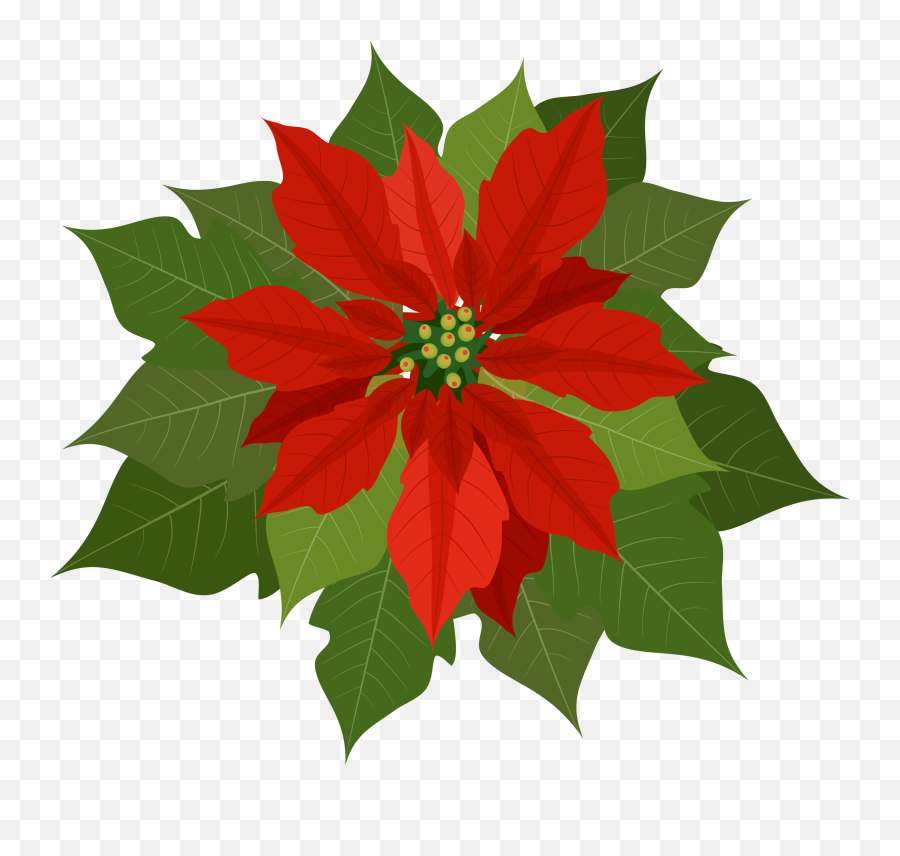 Poinsettia Clipart Png Transparent - Transparent Background Poinsettia Png,Poinsettia Transparent Background