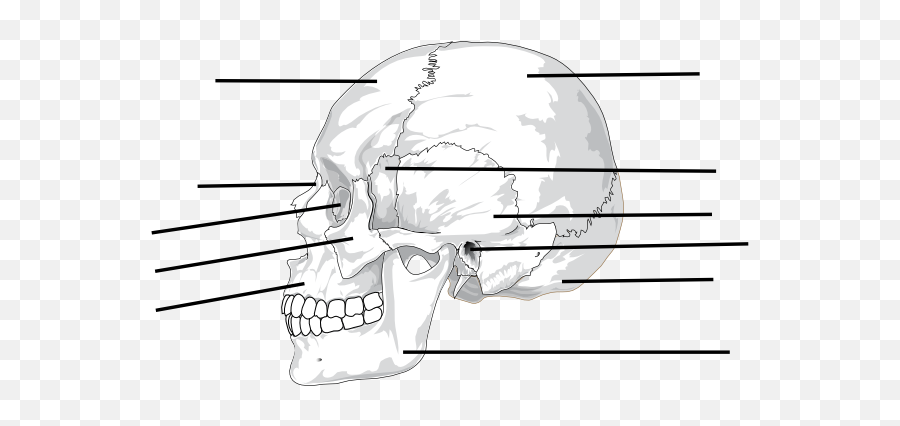 Label The Bones Of Skull Clip Art - Vector Human Skull Side View Png,Skull And Bones Png