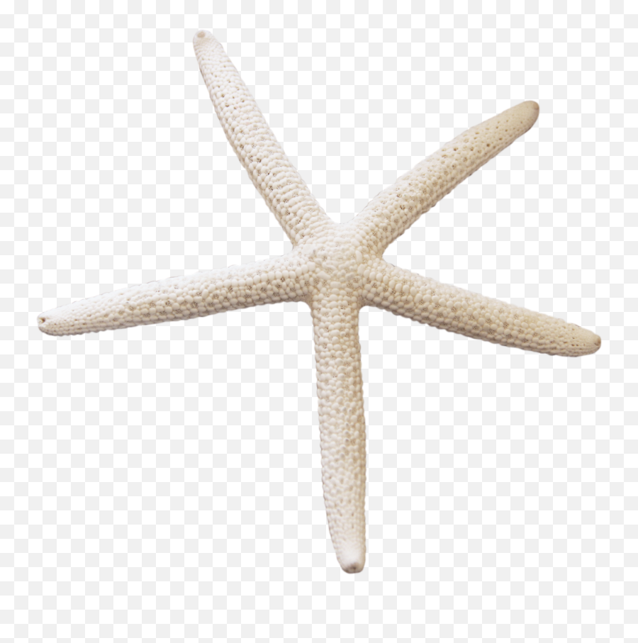Starfish Png - Png Starfish,Starfish Transparent