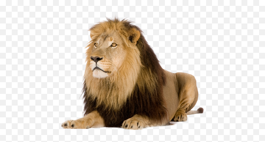 Lion Png Images Free Download Lions - Pmln Lion Png,Lions Png