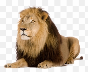 Lion Png Images Free Download Lions - Pmln
