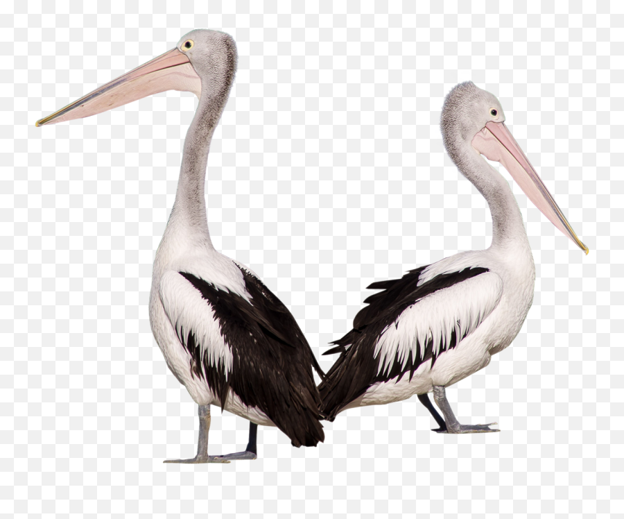 Pelican Png Images Free Download - Pelican Png,Pelicans Logo Png