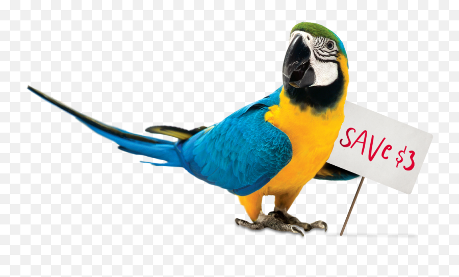 Sensible Seed - Zupreem Pet Parrot Macaw Transparent Background Png,Macaw Icon