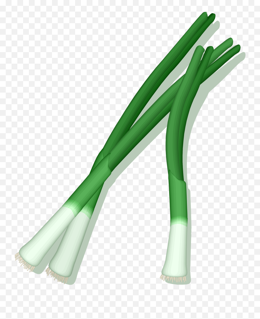 Picture Transparent Library Png Files - Green Onion Clipart Transparent,Onion Png