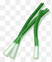 Picture Transparent Library Png Files - Green Onion Clipart Transparent,Onion Png