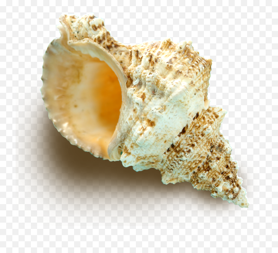 Download Concha Shell La Of Seashell Beach Sandy Hq Png Sea