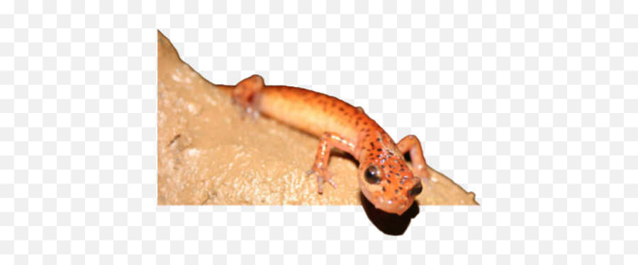 Indiana Caverns Indianau0027s Longest Cave Southern Png Salamander Icon
