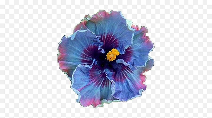 Flower Hawaiian Tropical Flowers - Blue Rose Of Sharon Tree Png,Hawaiian Flowers Png