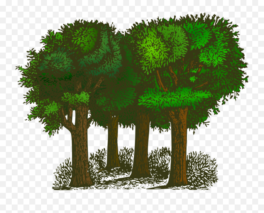 Biomeplantshrub Png Clipart - Royalty Free Svg Png,Forest Icon Png
