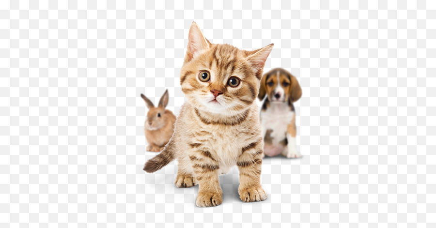Download Small Cute Cat Png - Full Size Png Image Pngkit Kitten Png,Cute Cat Png