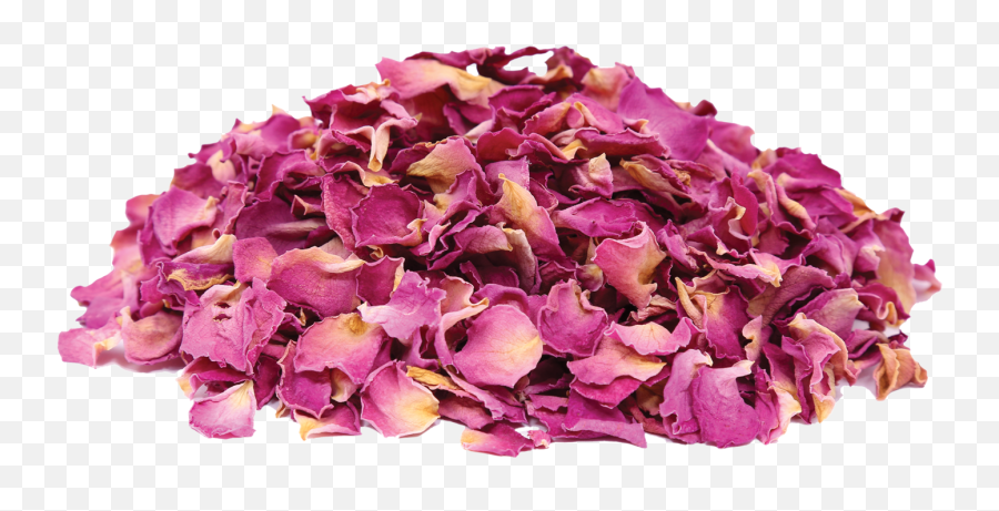 Dried Rose Petals Online - Transparent Dried Rose Petals Png,Rose Petals Png