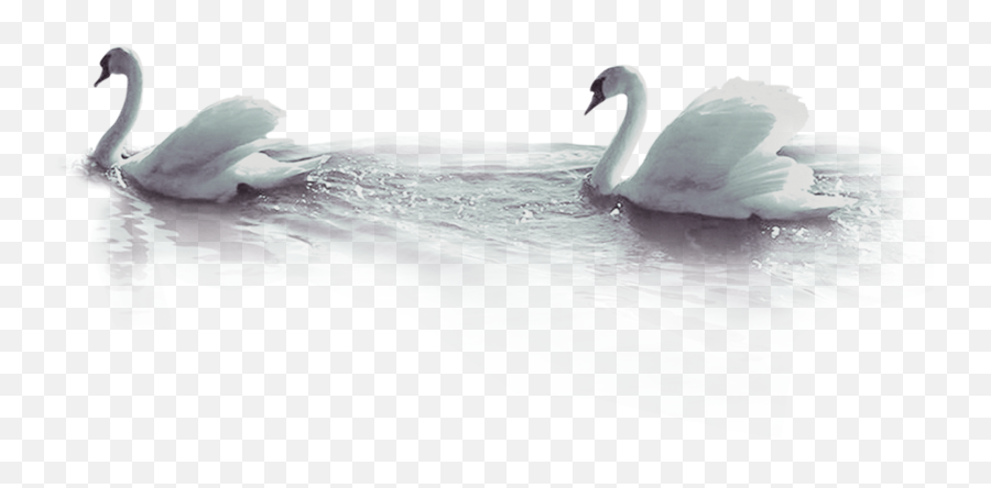 Duck Beak Wallpaper - Tundra Swan Png,Ink In Water Png