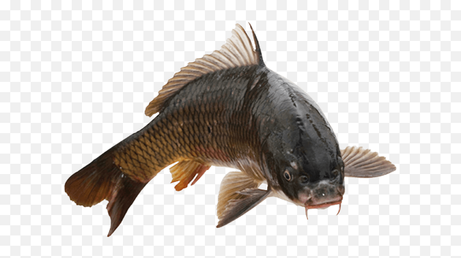 Common Carp Fish No Background Image - Fish With No Background Png,Fish Png Transparent