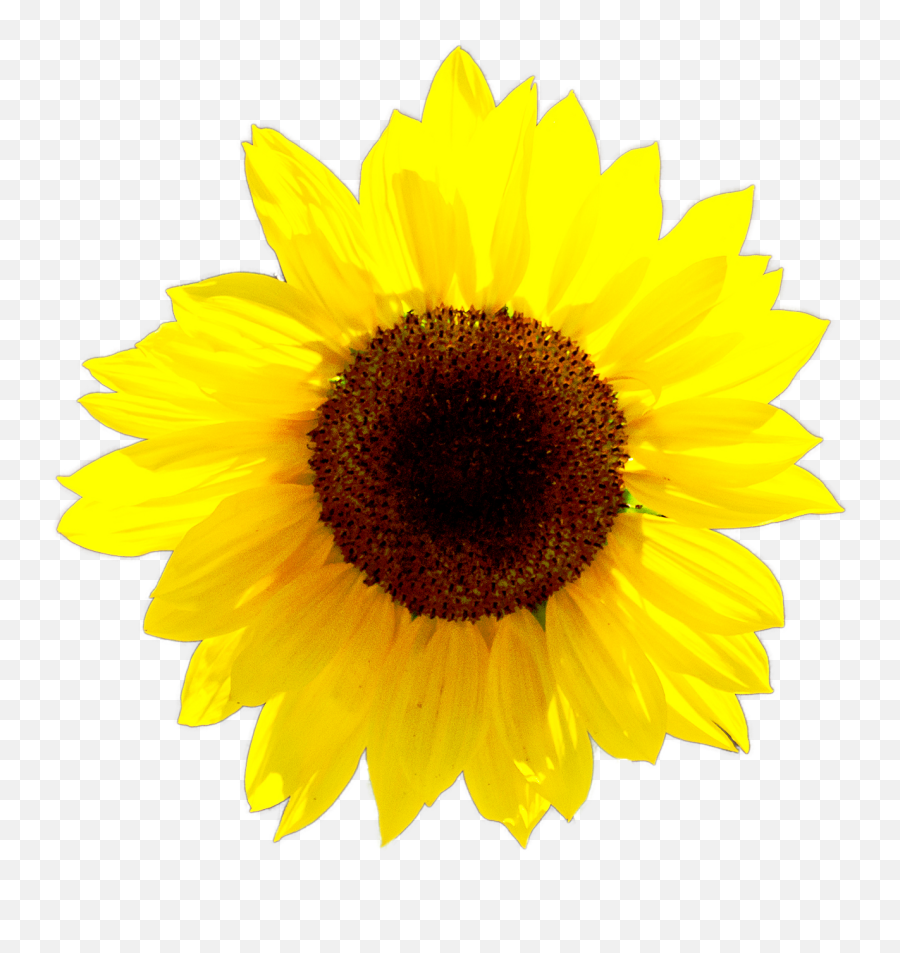 Calendar - Sunflower Png,Sunflower Logo