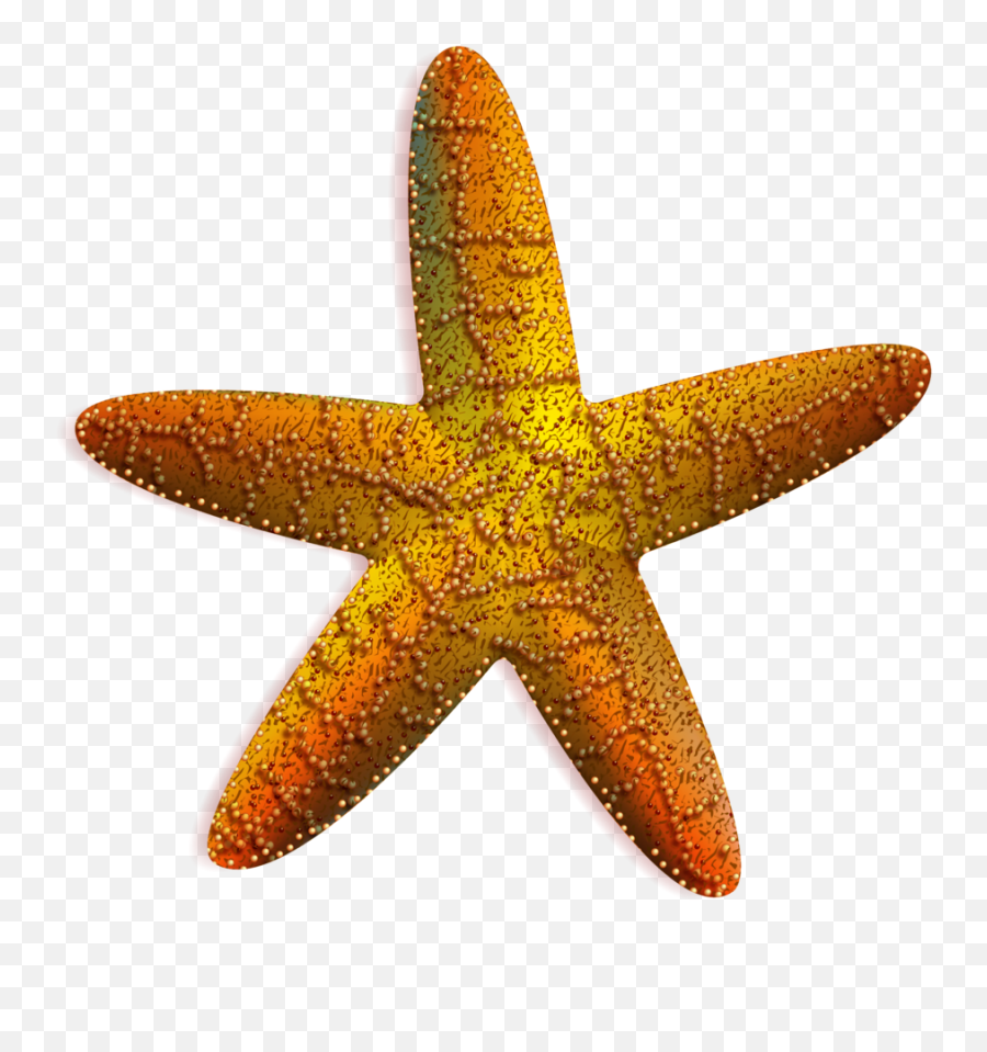 Estrella De Mar Vector Png - Estrella De Mar Png Full Size Estrella De Mar Png Transparente,Estrella Png