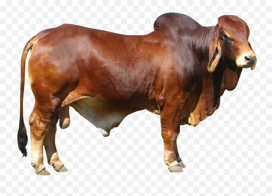 Bull Png Transparent Free Images - Brown Cow Png,High Quality Png