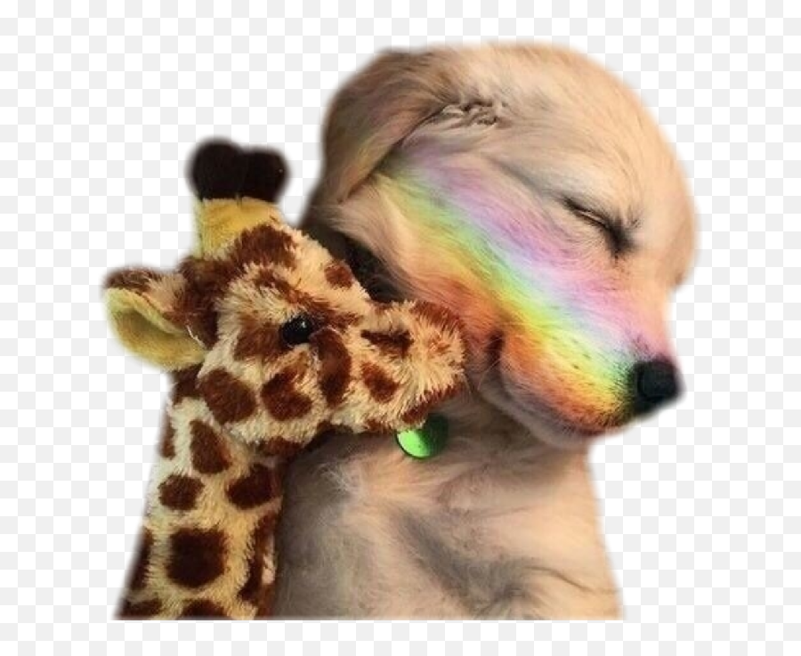 Cute Puppy Puppie Cutepuppy Sticker By U2014 Pngs Png