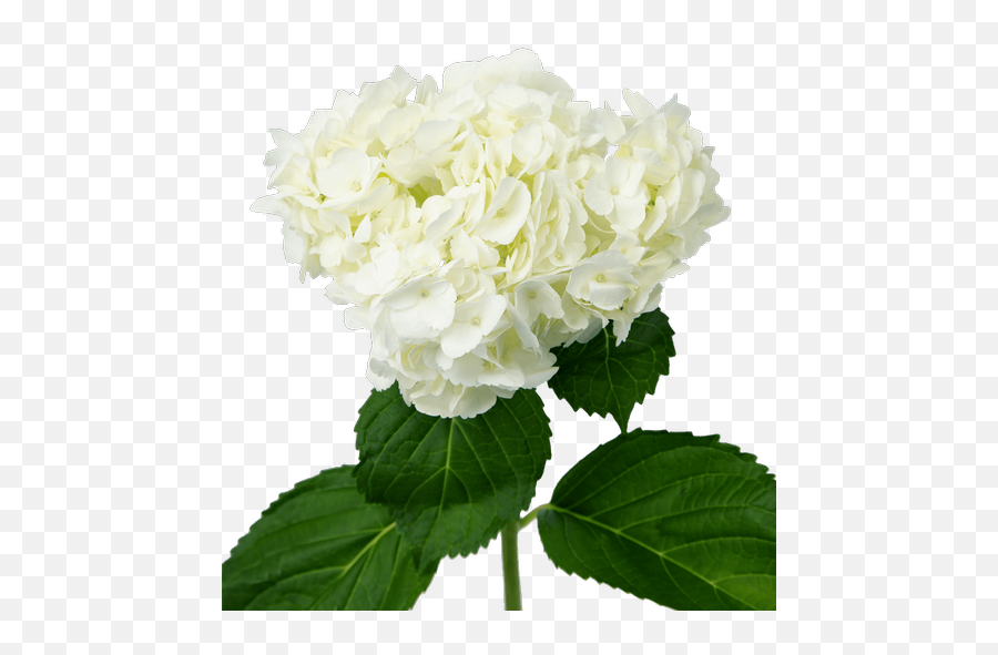 White Hydrangeas - White Hydrangea Transparent Png,Hydrangea Png