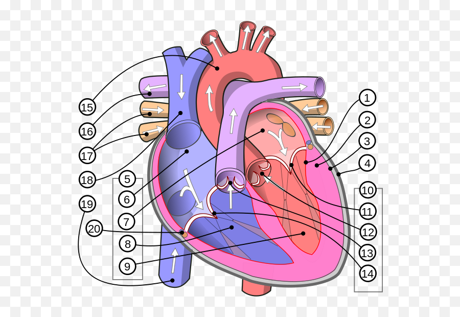 Diagram - Human Heart Diagram English Png,Human Heart Png