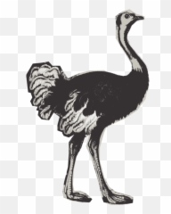 Flightless Bird Cranelike Animal - Birds Png,Ostrich Png