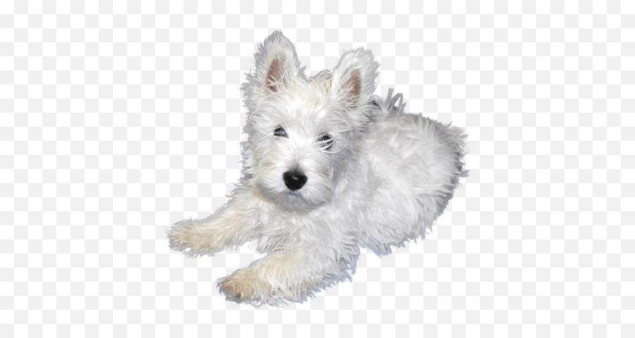 White Puppies Free Png Image Arts - White Puppy Png,Puppy Png