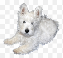 White Puppies Free Png Image Arts - White Puppy Png,Puppy Png
