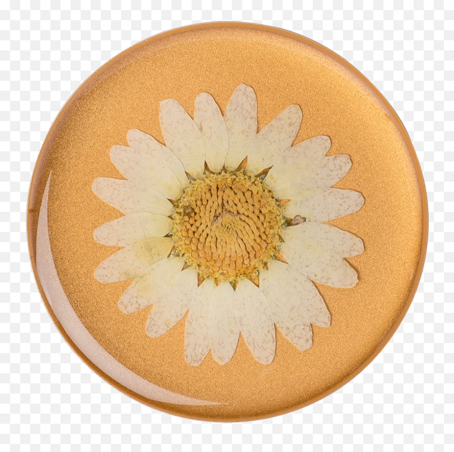 Pressed Flower White Daisy - Pressed Flower Popsocket Png,White Daisy Png