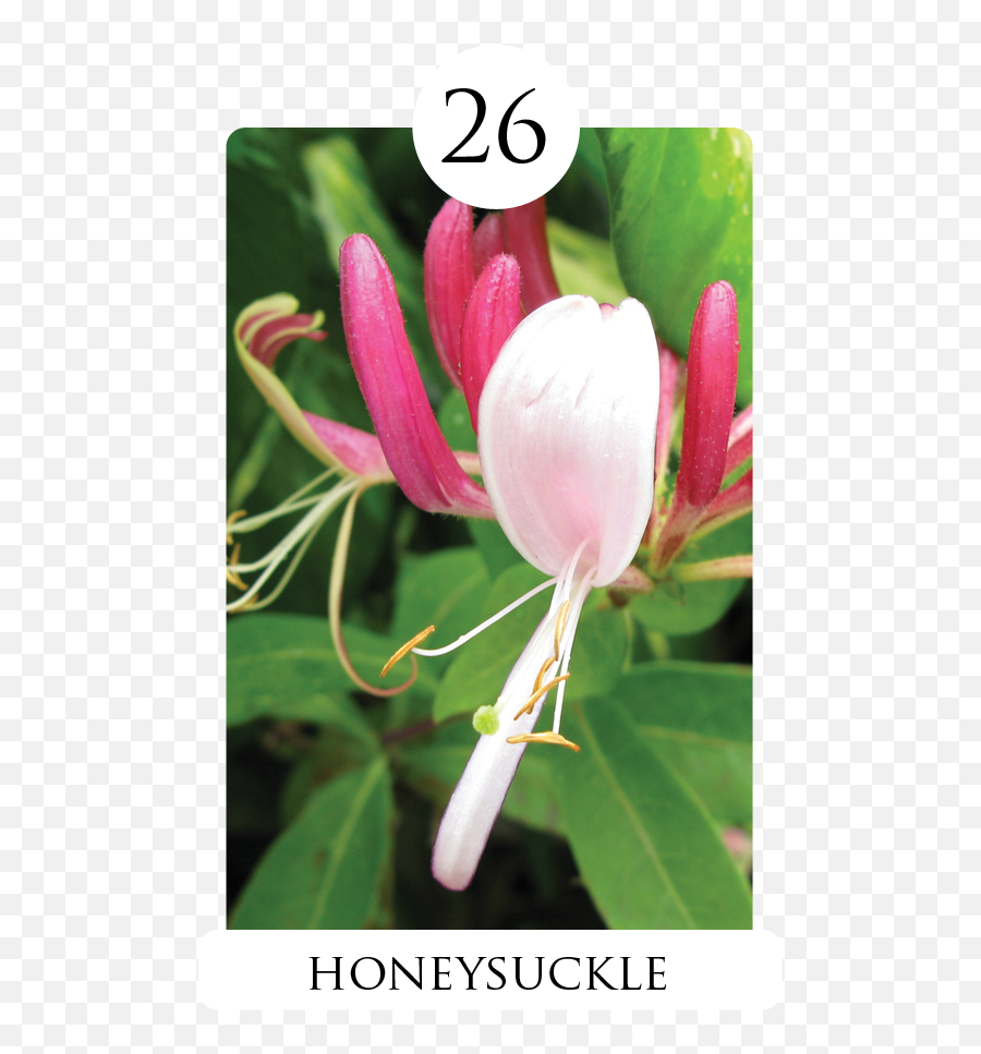 Download Honeysuckle Png Image With No - Common Honeysuckle,Honeysuckle Png