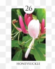 Download Honeysuckle Png Image With No - Common Honeysuckle,Honeysuckle Png